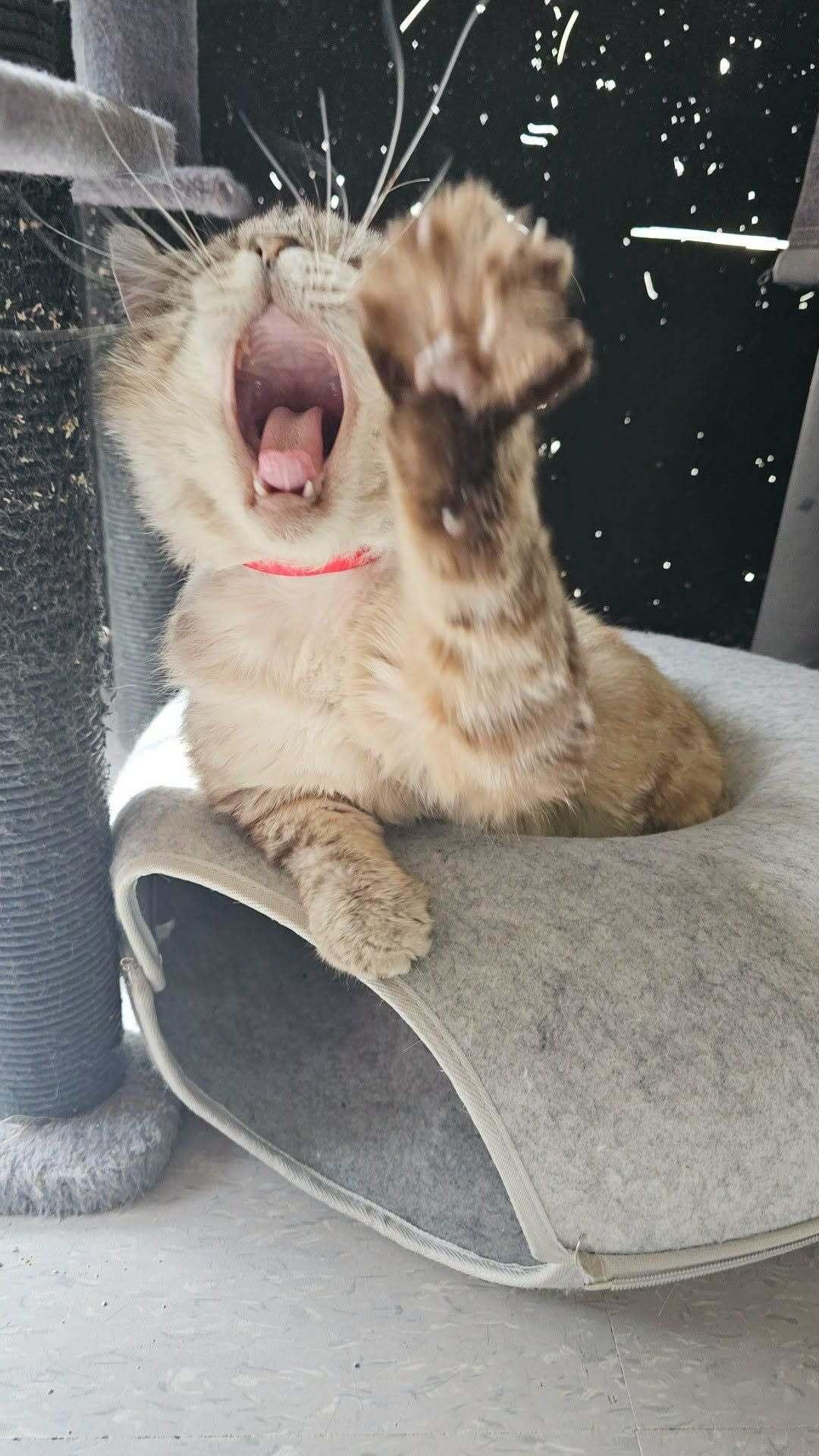 Diet Coke, a ADOPTABLE Siamese in Eugene, OR image 2/4