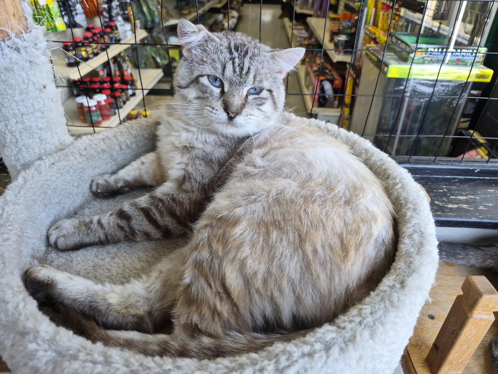 Enlarge Diet Coke, an adoptable Siamese in Eugene, OR image 4/6