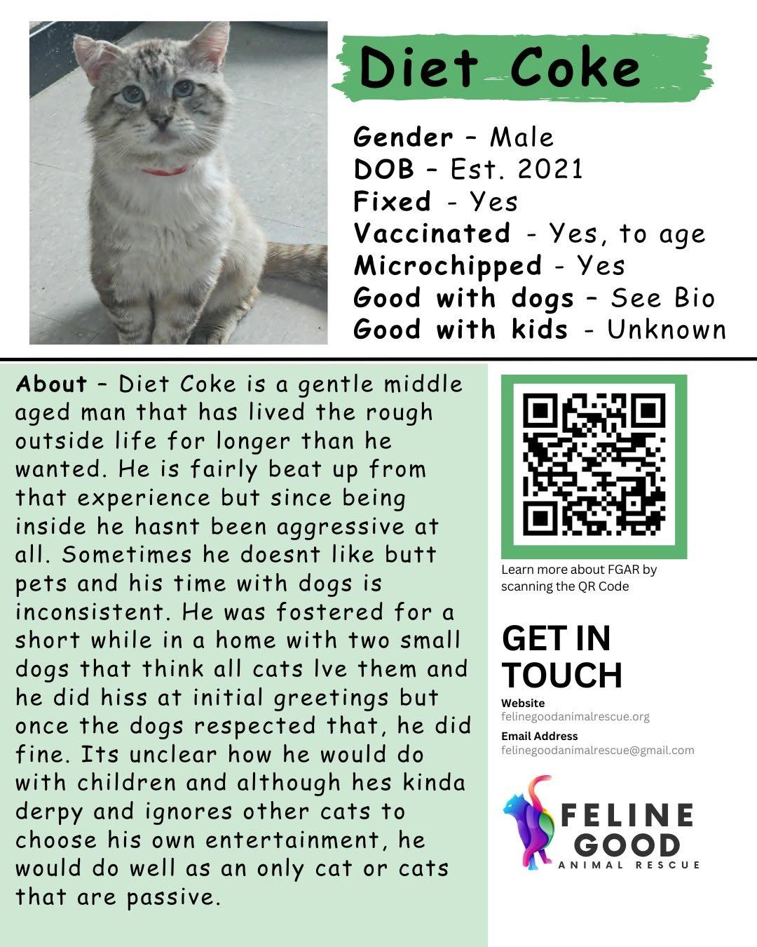 Diet Coke, a ADOPTABLE Siamese in Eugene, OR image 4/4