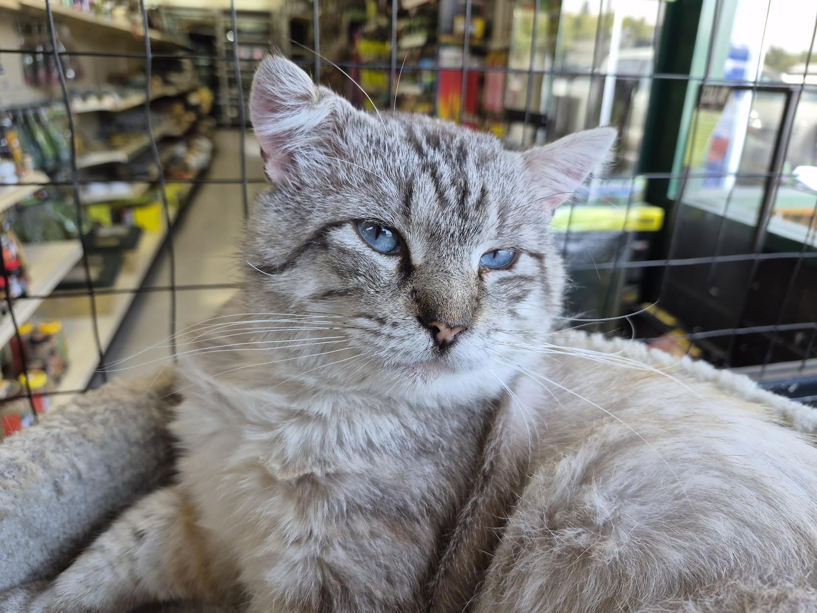 Enlarge Diet Coke, an adoptable Siamese in Eugene, OR image 2/6