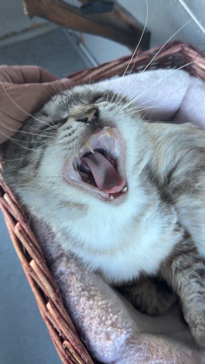 Enlarge Diet Coke, a ADOPTABLE Siamese in Eugene, OR video 3/4