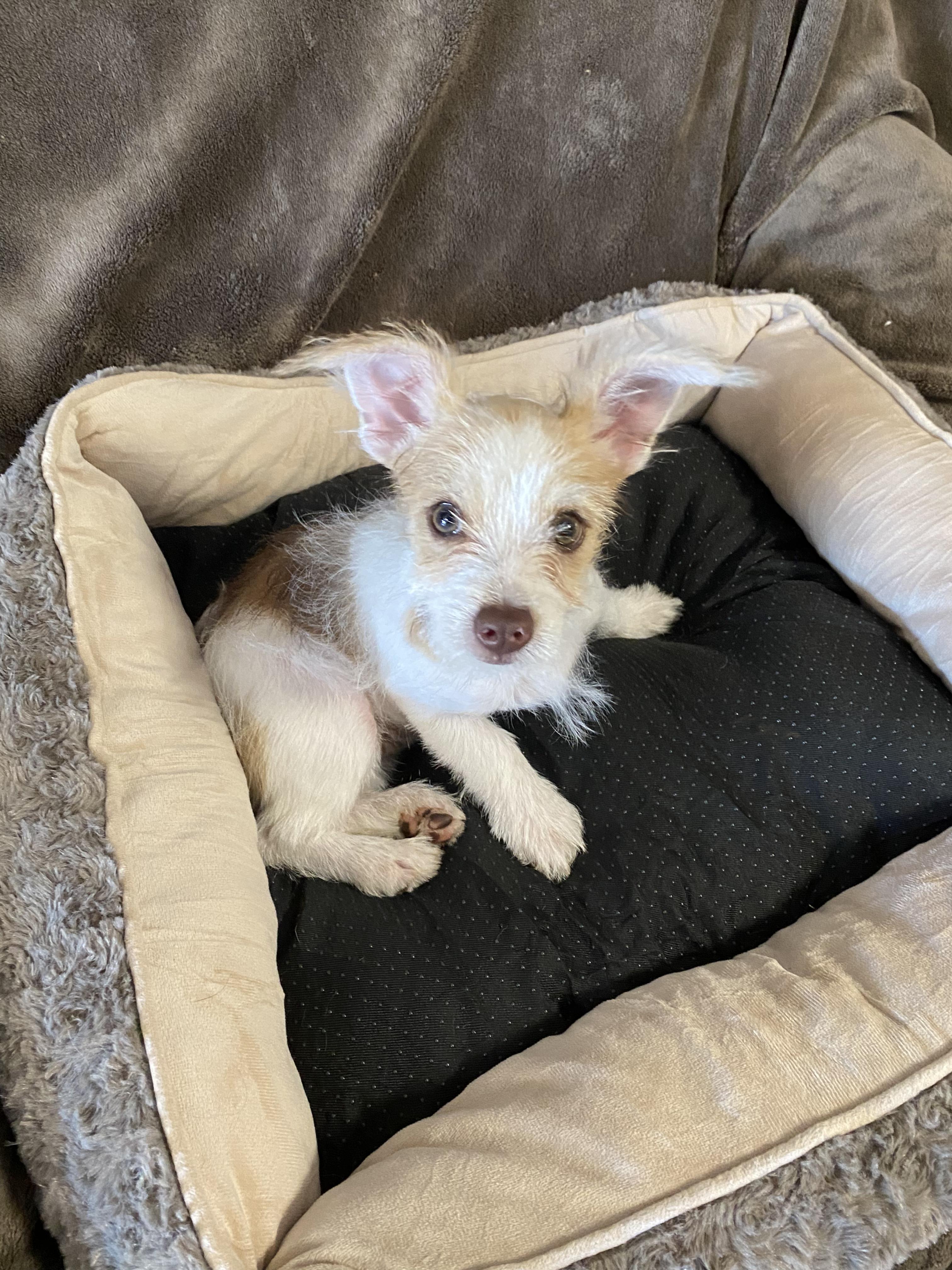 Enlarge Dazzle, a ADOPTABLE mixed breed in Oakland, CA image 3/6