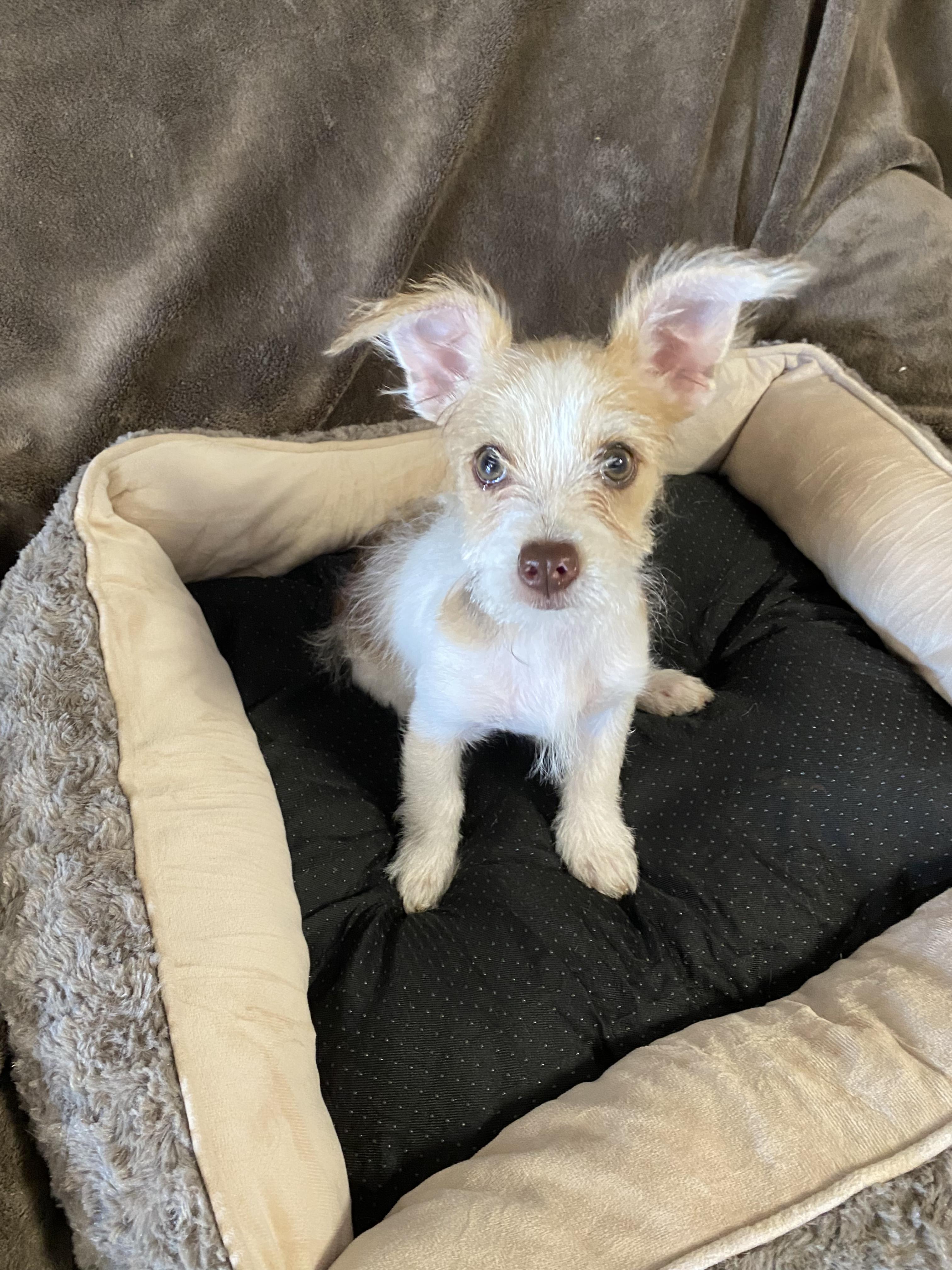 Enlarge Dazzle, a ADOPTABLE mixed breed in Oakland, CA image 5/6