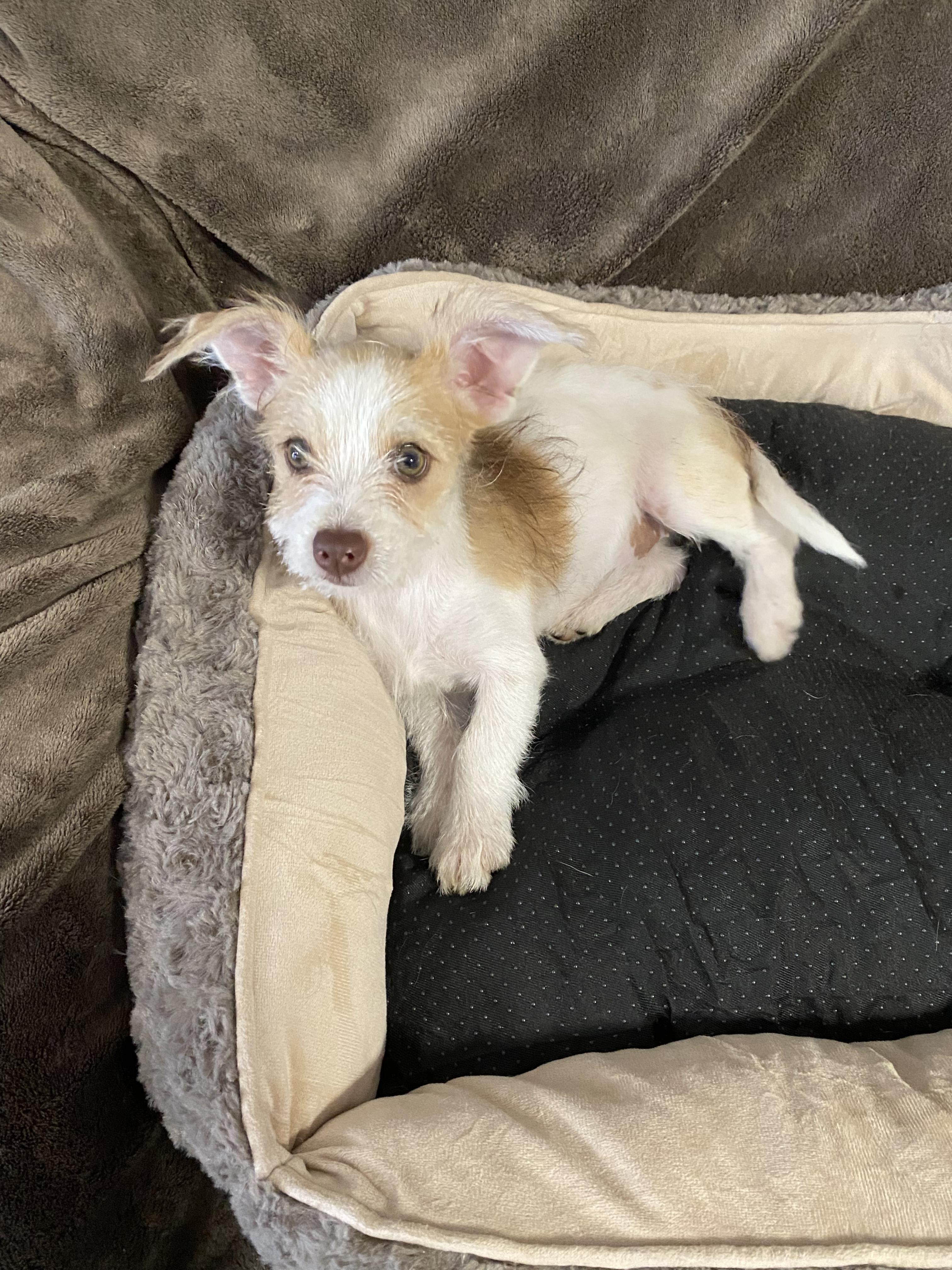 Enlarge Dazzle, a ADOPTABLE mixed breed in Oakland, CA image 2/6