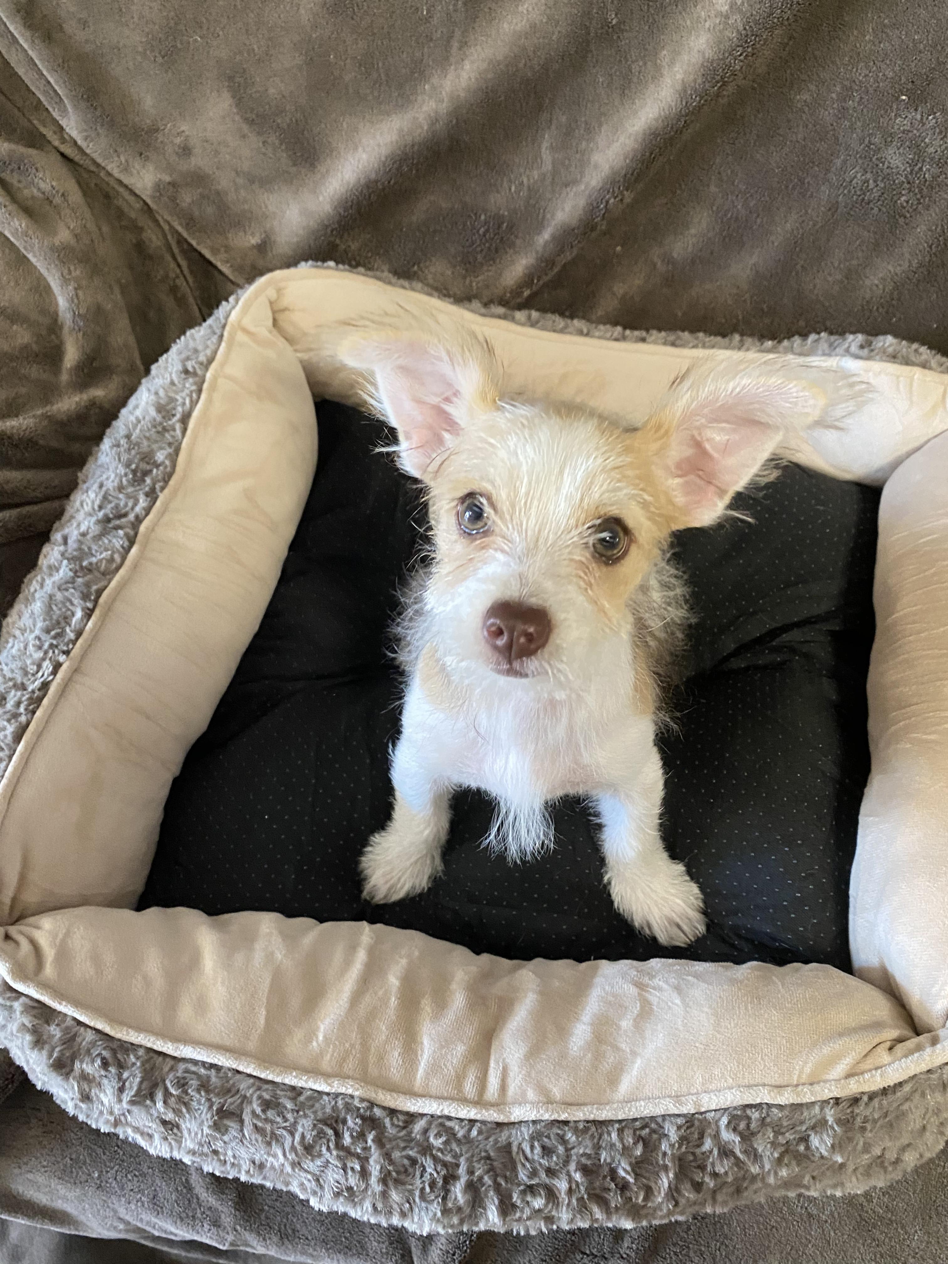 Enlarge Dazzle, a ADOPTABLE mixed breed in Oakland, CA image 4/6