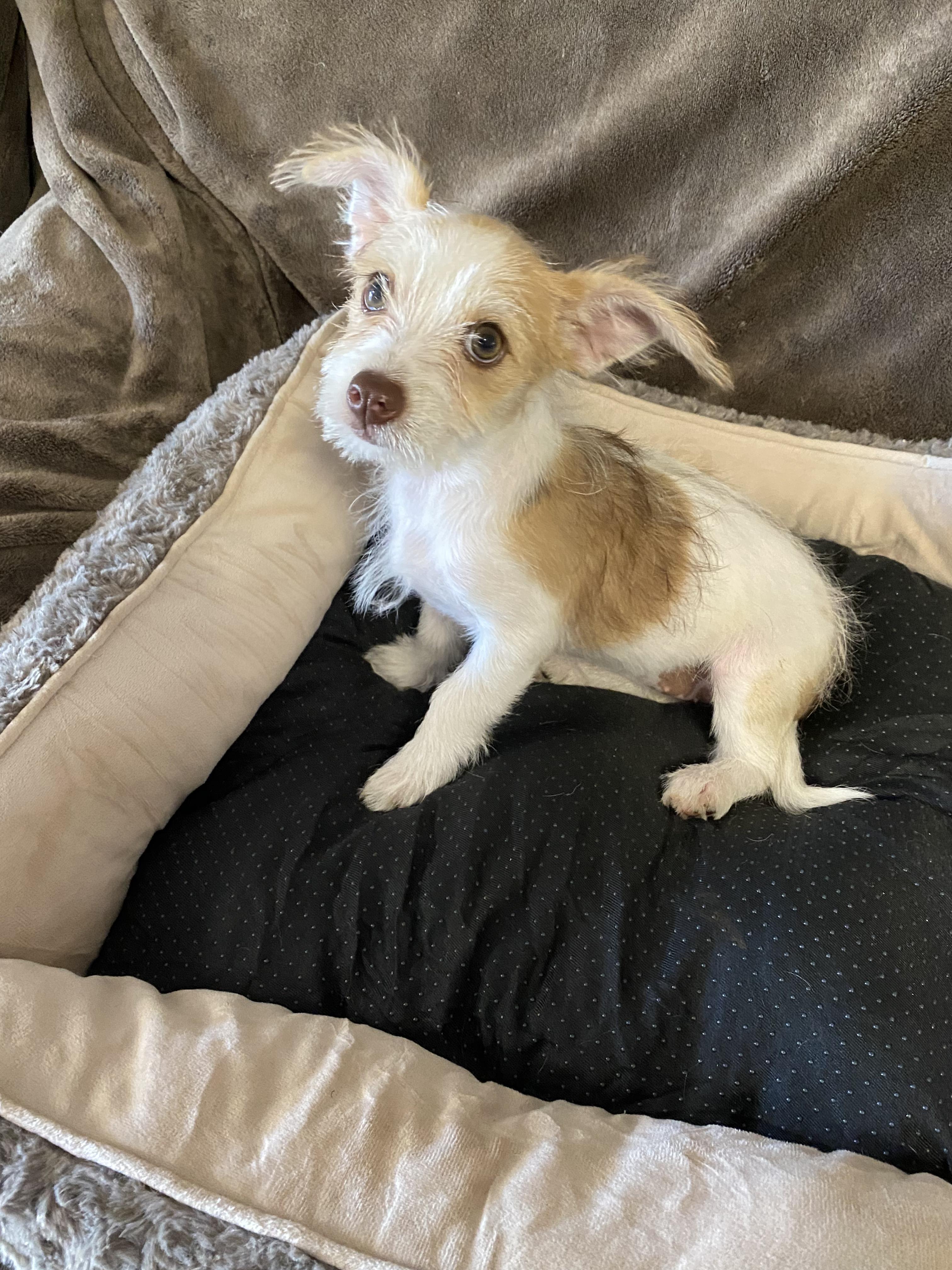 Enlarge Dazzle, a ADOPTABLE mixed breed in Oakland, CA image 6/6