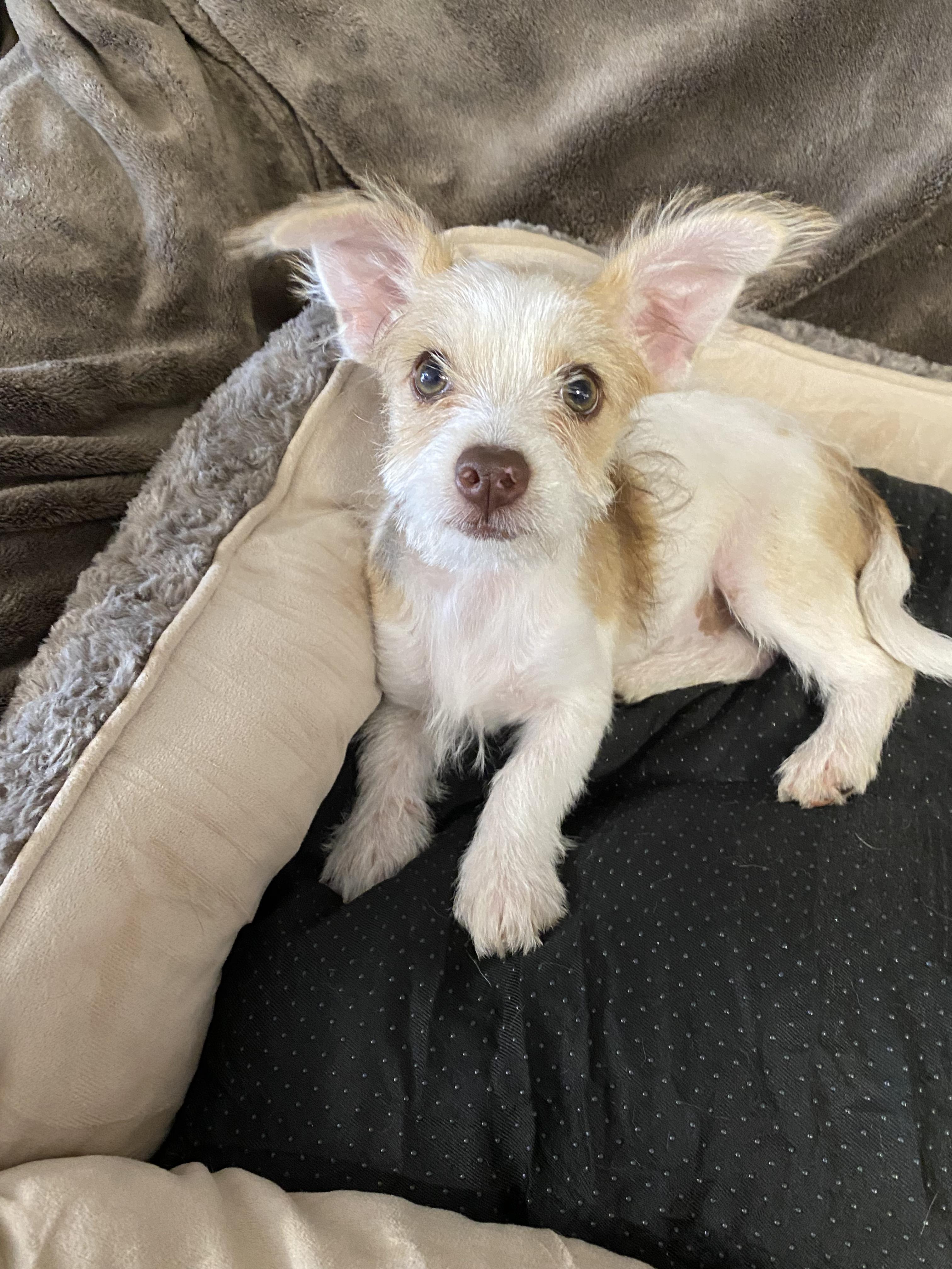 Dazzle, ADOPTABLE, Puppy Female Maltese.