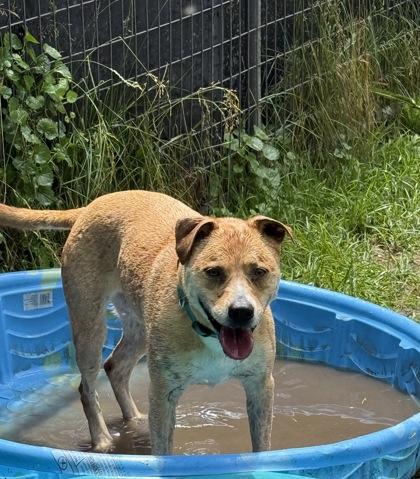 Anglican, Adoptable, Adult Female Shepherd & Mixed Breed.