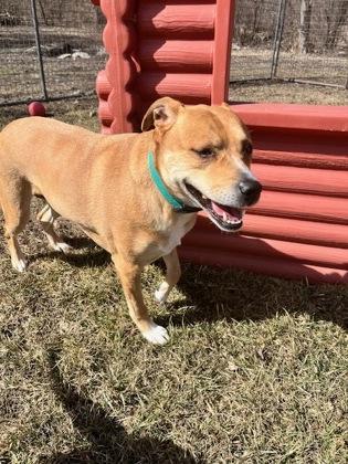 Anglican, a Adoptable mixed breed in Burlington, WI image 2/3