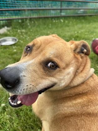 Anglican, a Adoptable mixed breed in Burlington, WI image 3/3