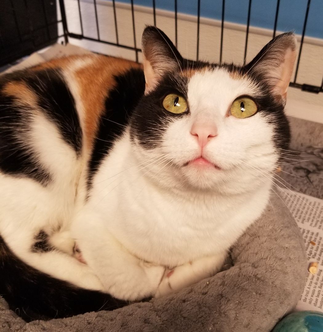 Zelda, Adoptable, Adult Female Domestic Short Hair.