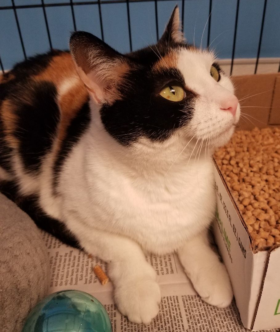 Enlarge Zelda, a Adoptable Domestic Short Hair in Ellijay, GA image 2/12