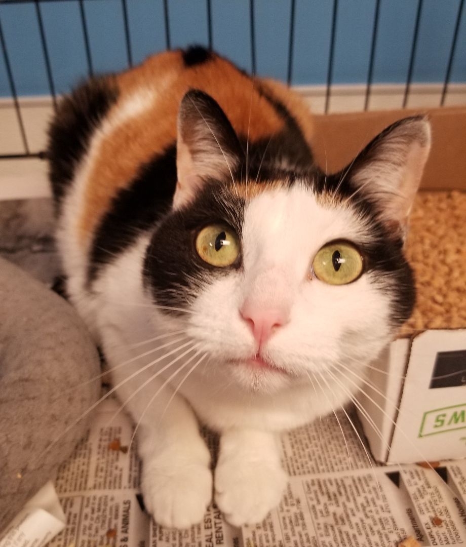 Zelda, Adoptable, Adult Female Domestic Short Hair.