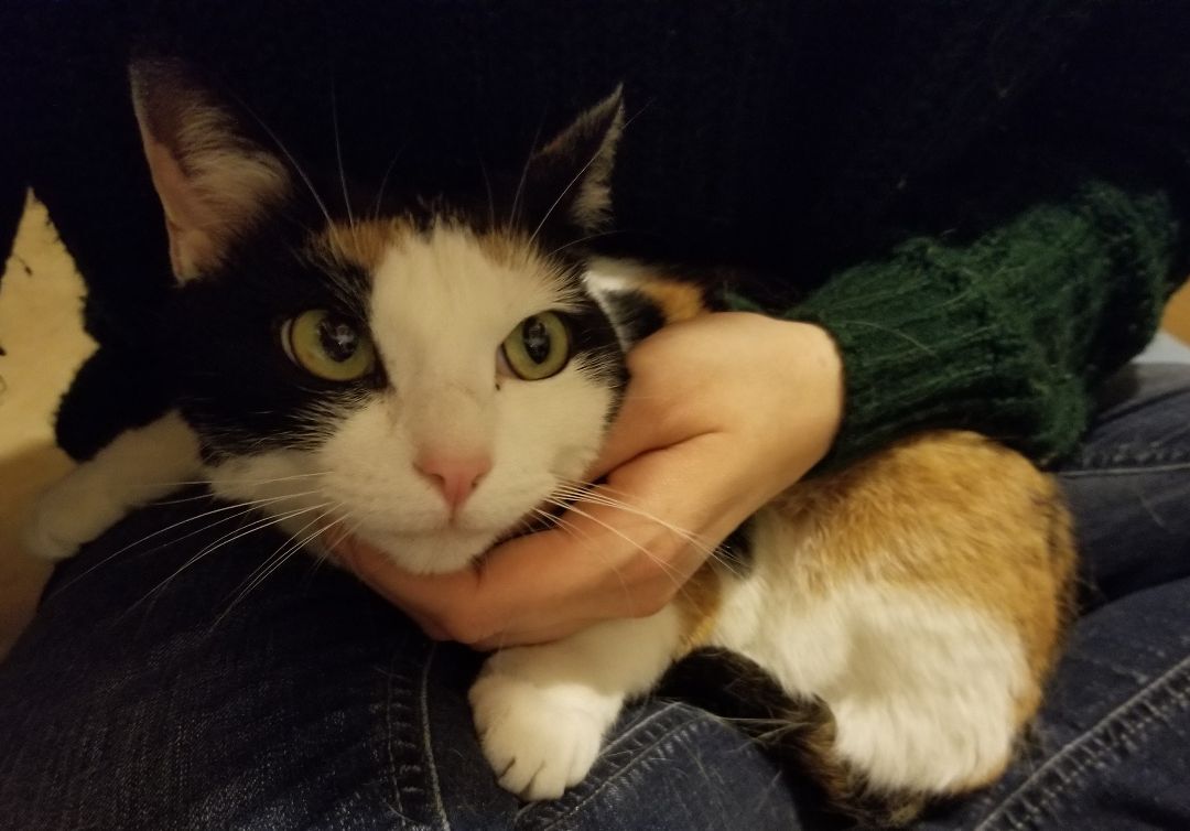 Enlarge Zelda, a Adoptable Domestic Short Hair in Ellijay, GA image 4/12