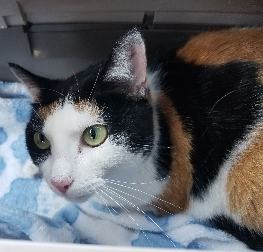 Enlarge Zelda, a Adoptable Domestic Short Hair in Ellijay, GA image 5/12