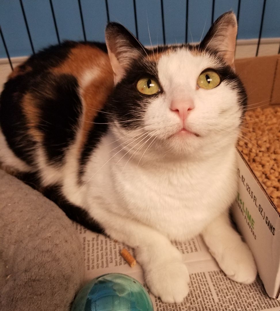 Enlarge Zelda, a Adoptable Domestic Short Hair in Ellijay, GA image 6/12