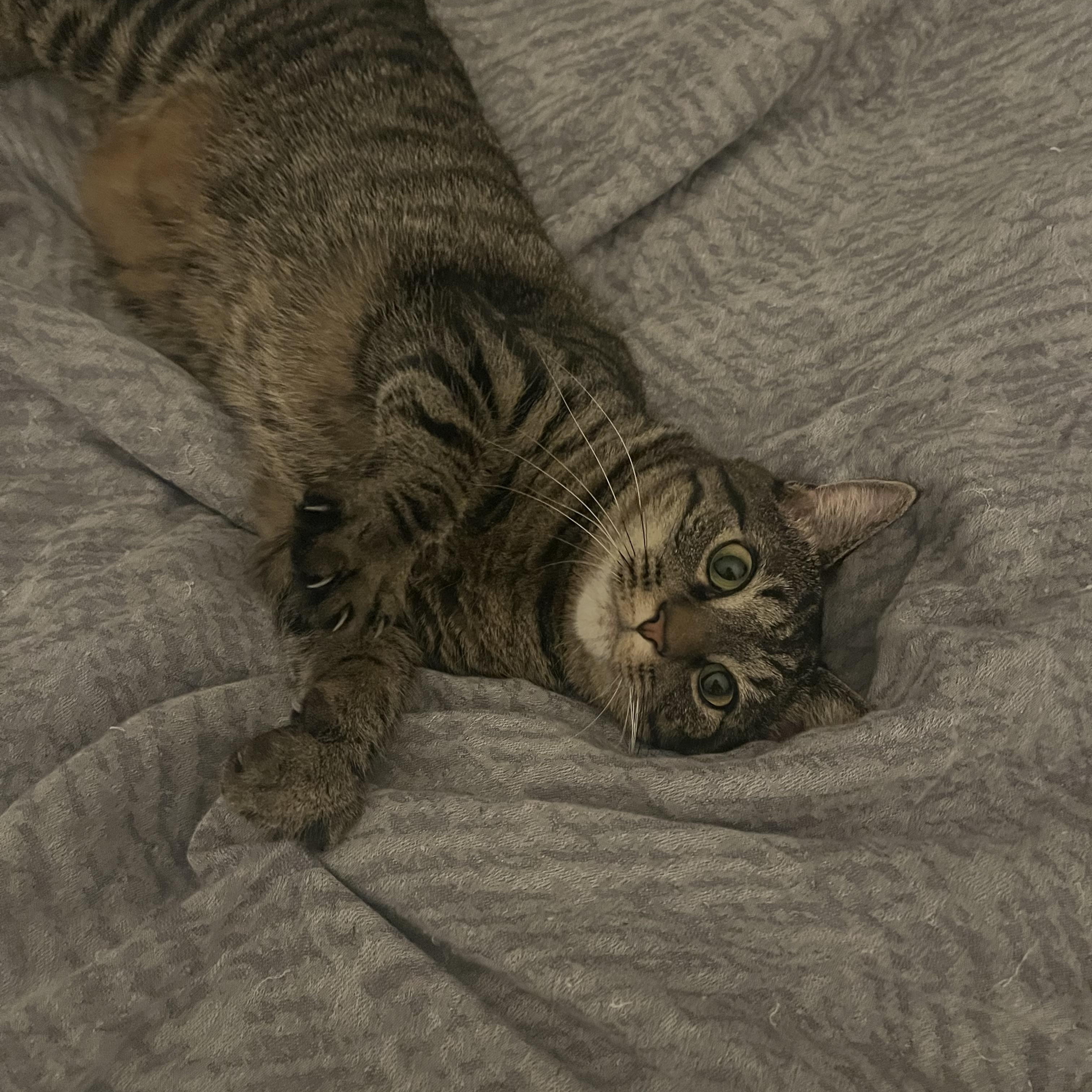 Ghostie, Adoptable, Adult Female Tabby.