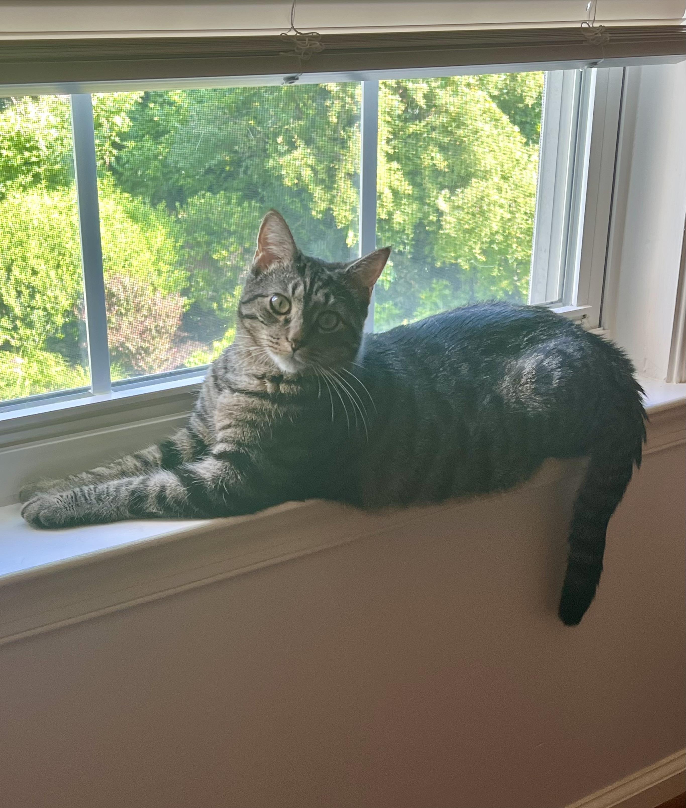 Ghostie, Adoptable, Young Female Tabby.