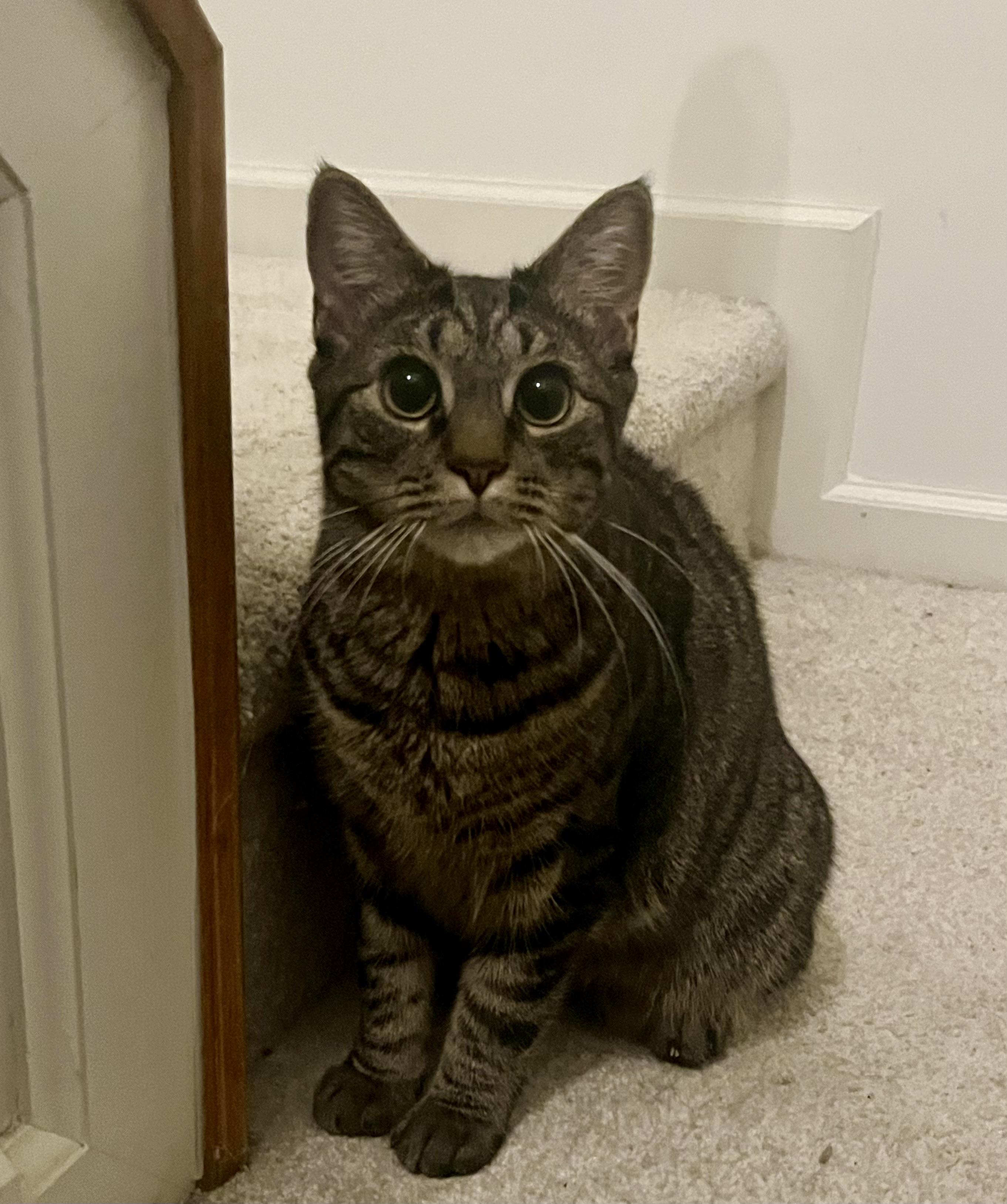Ghostie, a Adoptable Tabby in Avondale, PA image 3/3