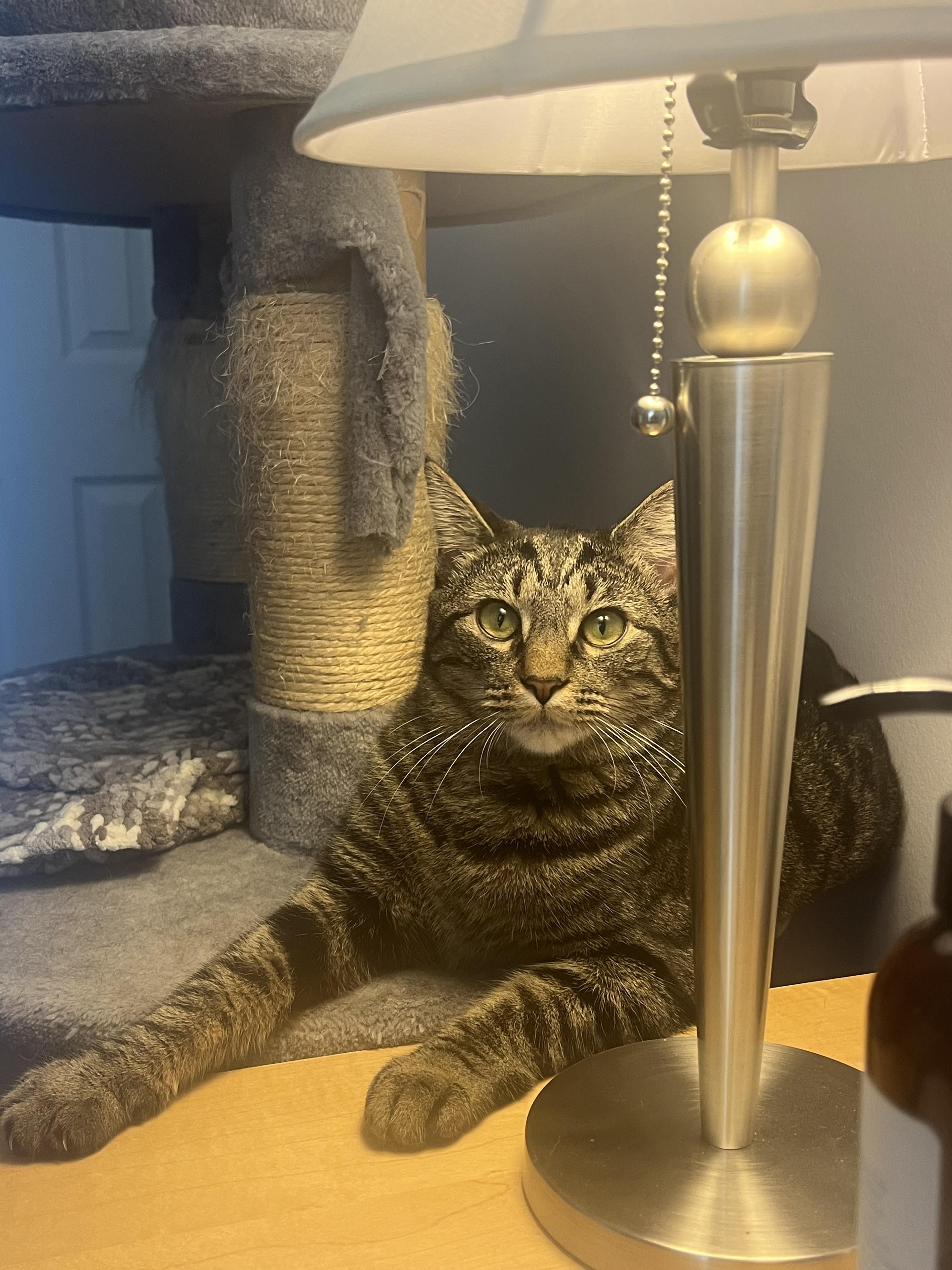 Ghostie, a Adoptable Tabby in Avondale, PA image 2/3