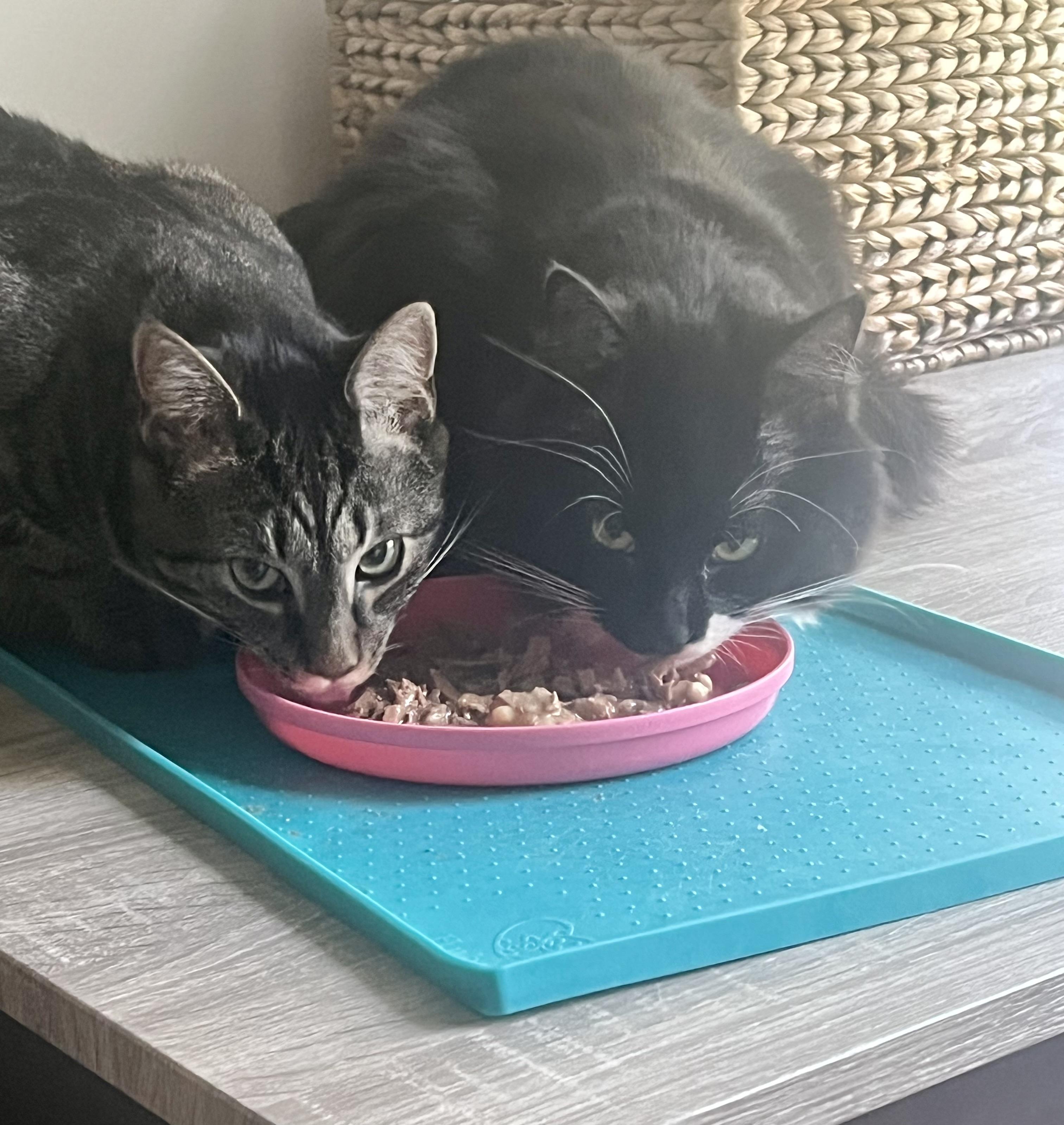 Enlarge Ghostie and Spooky, a Adoptable Tabby in Avondale, PA image 1/5
