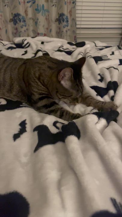 Enlarge Ghostie, a Adoptable Tabby in Avondale, PA video 3/4