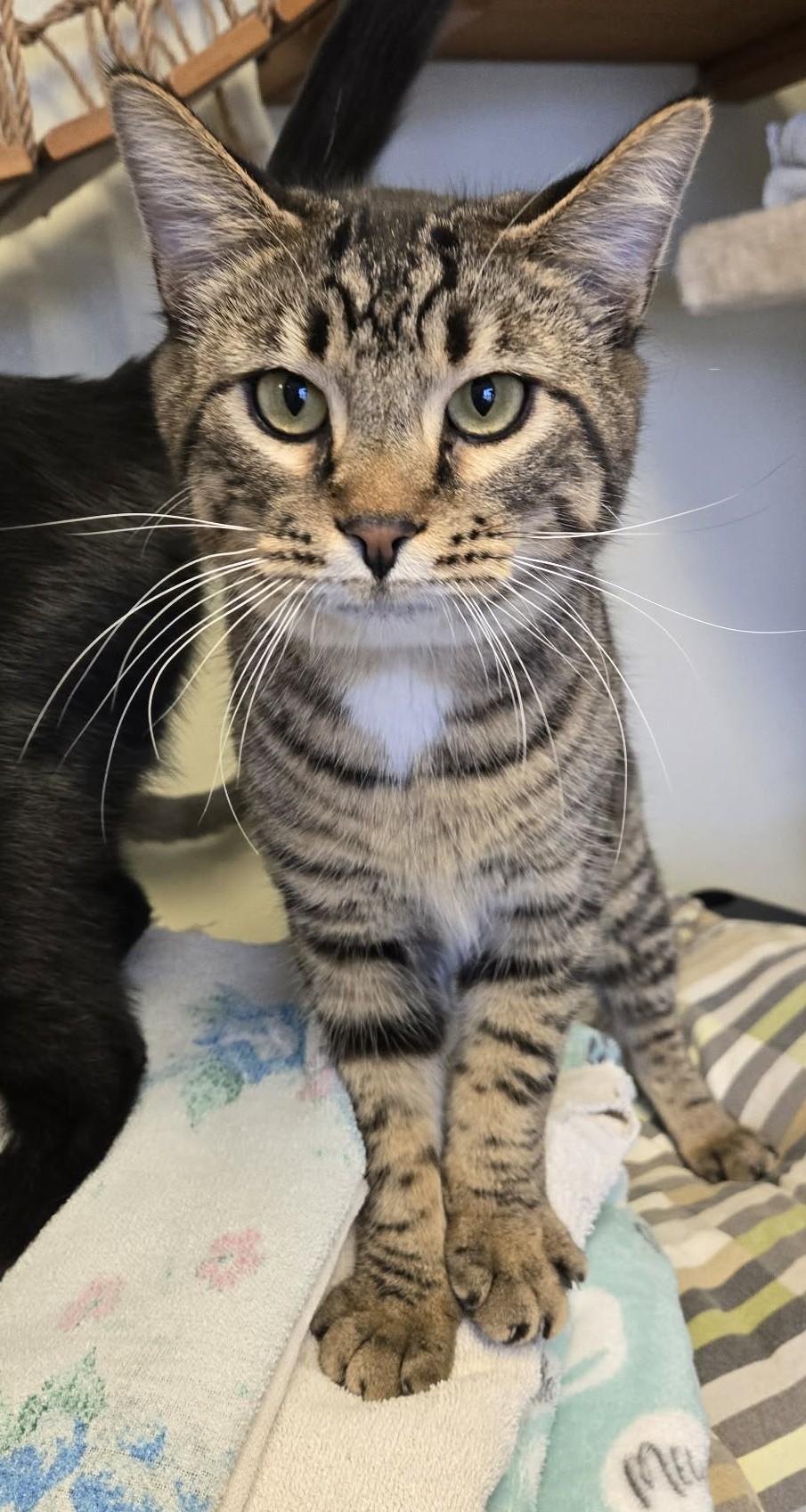 Tango, ADOPTABLE, Adult Male Domestic Short Hair.