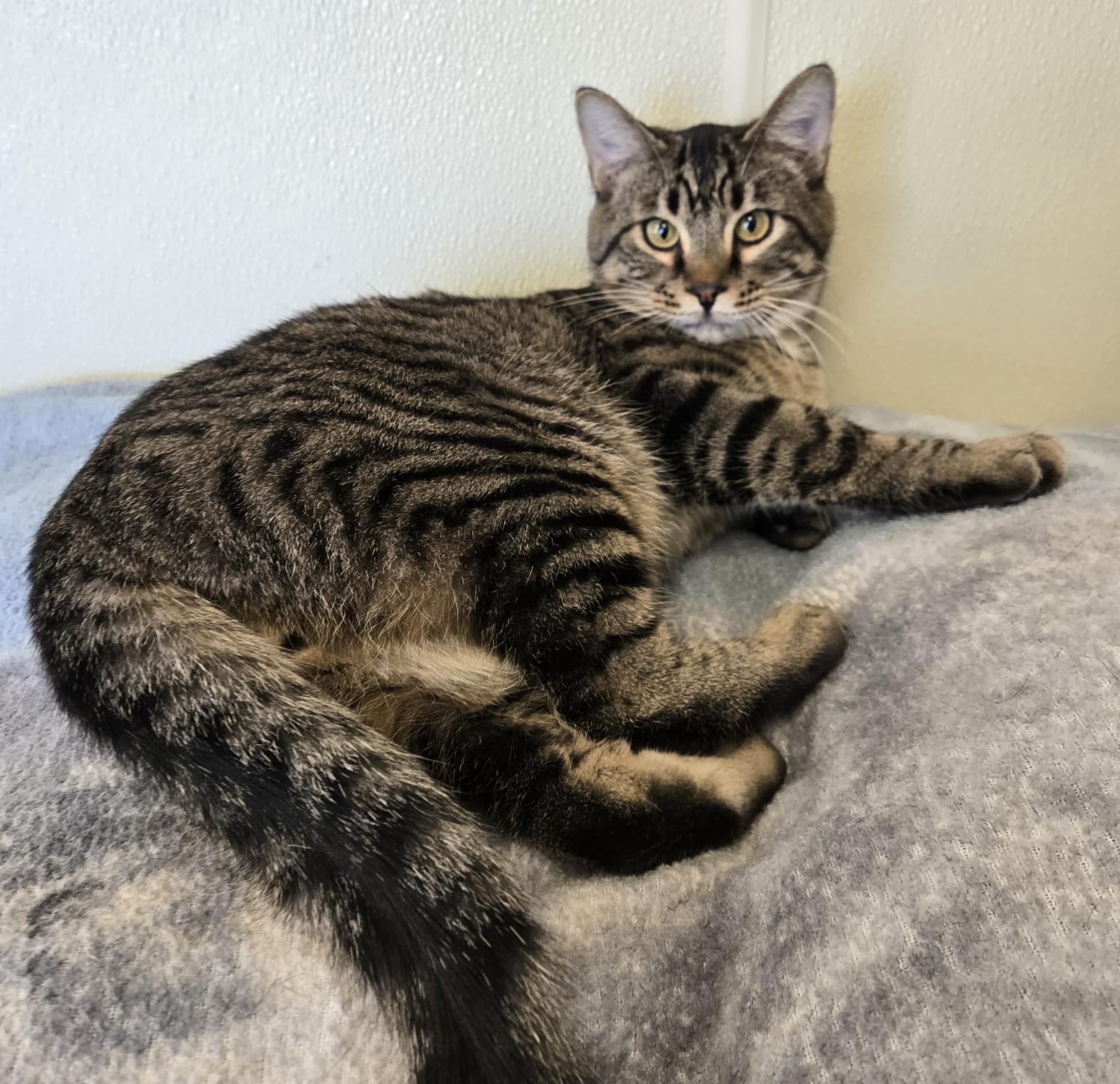 Enlarge Tango, a ADOPTABLE mixed breed in Larned, KS image 2/2