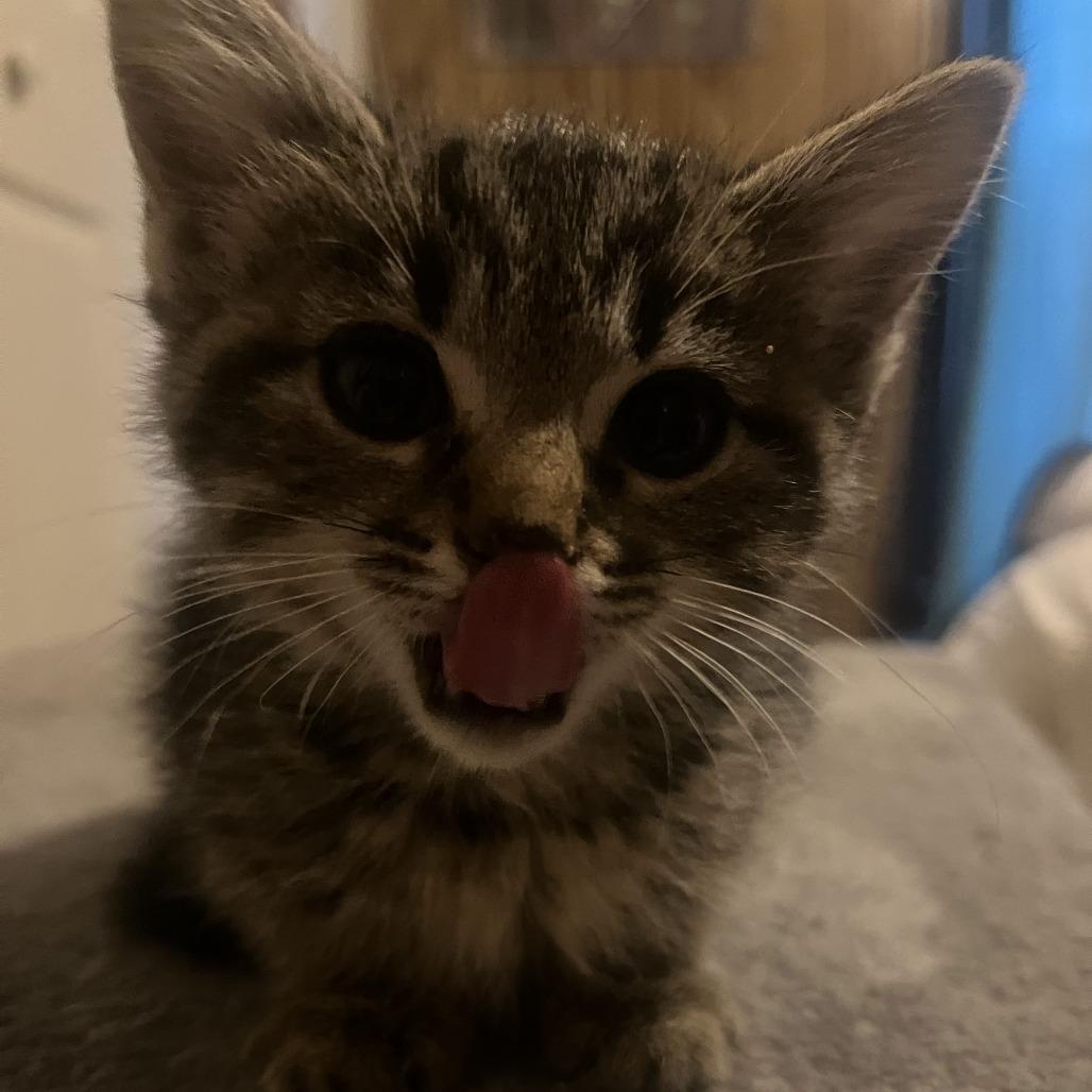 Cider Bowers, Adoptable, Kitten Female Domestic Short Hair.