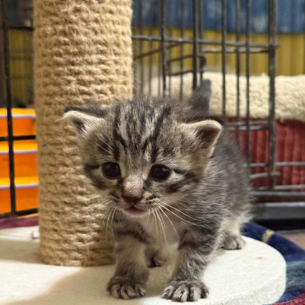 Enlarge Cider Bowers, a Adoptable Domestic Short Hair in Woodstock, VA image 2/3