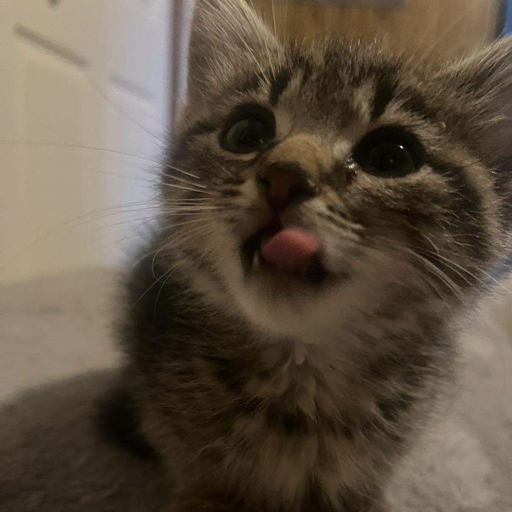 Enlarge Cider Bowers, a Adoptable Domestic Short Hair in Woodstock, VA image 3/3