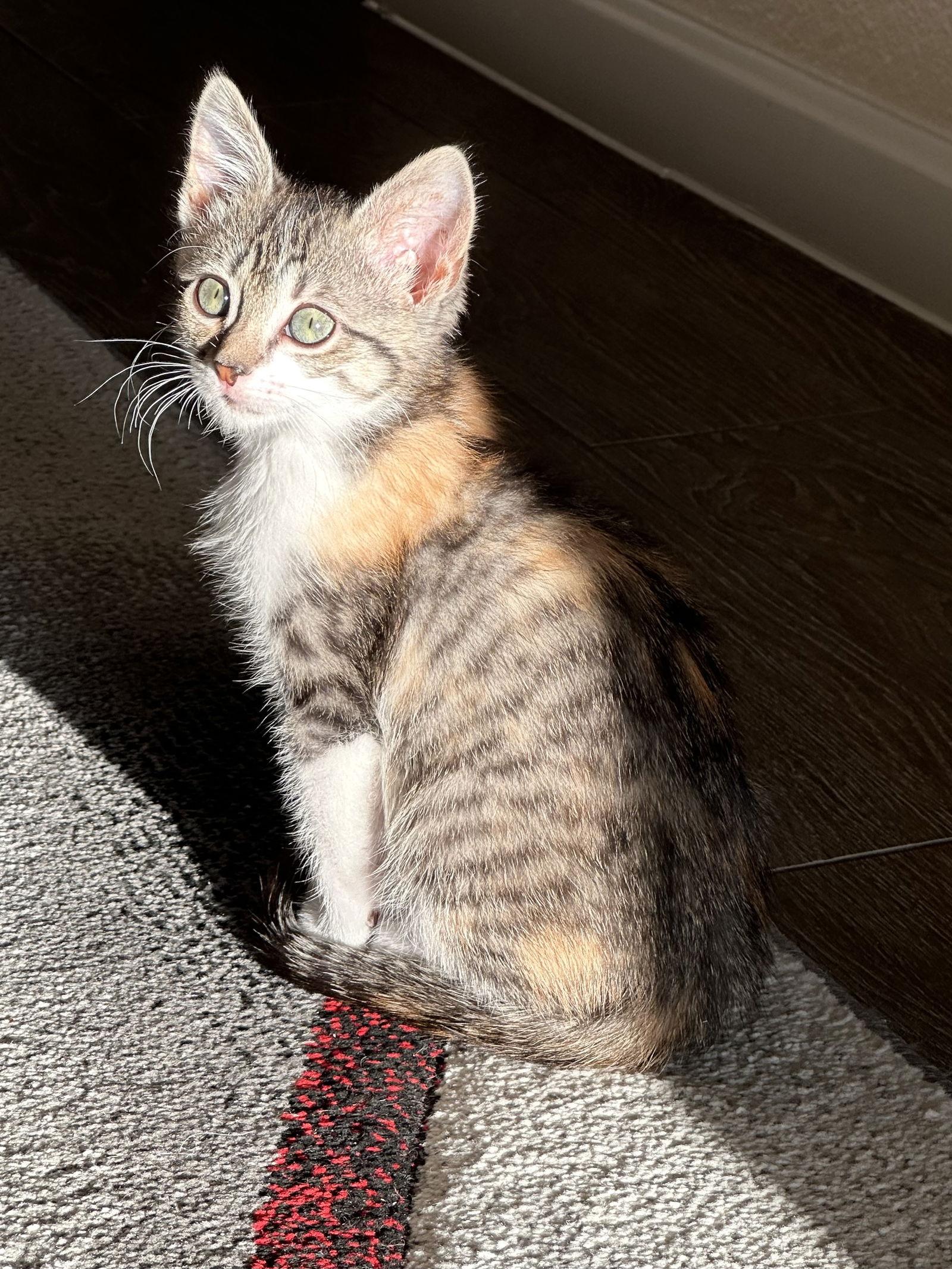 Sally, Adopted, Kitten Female Calico & Tabby.