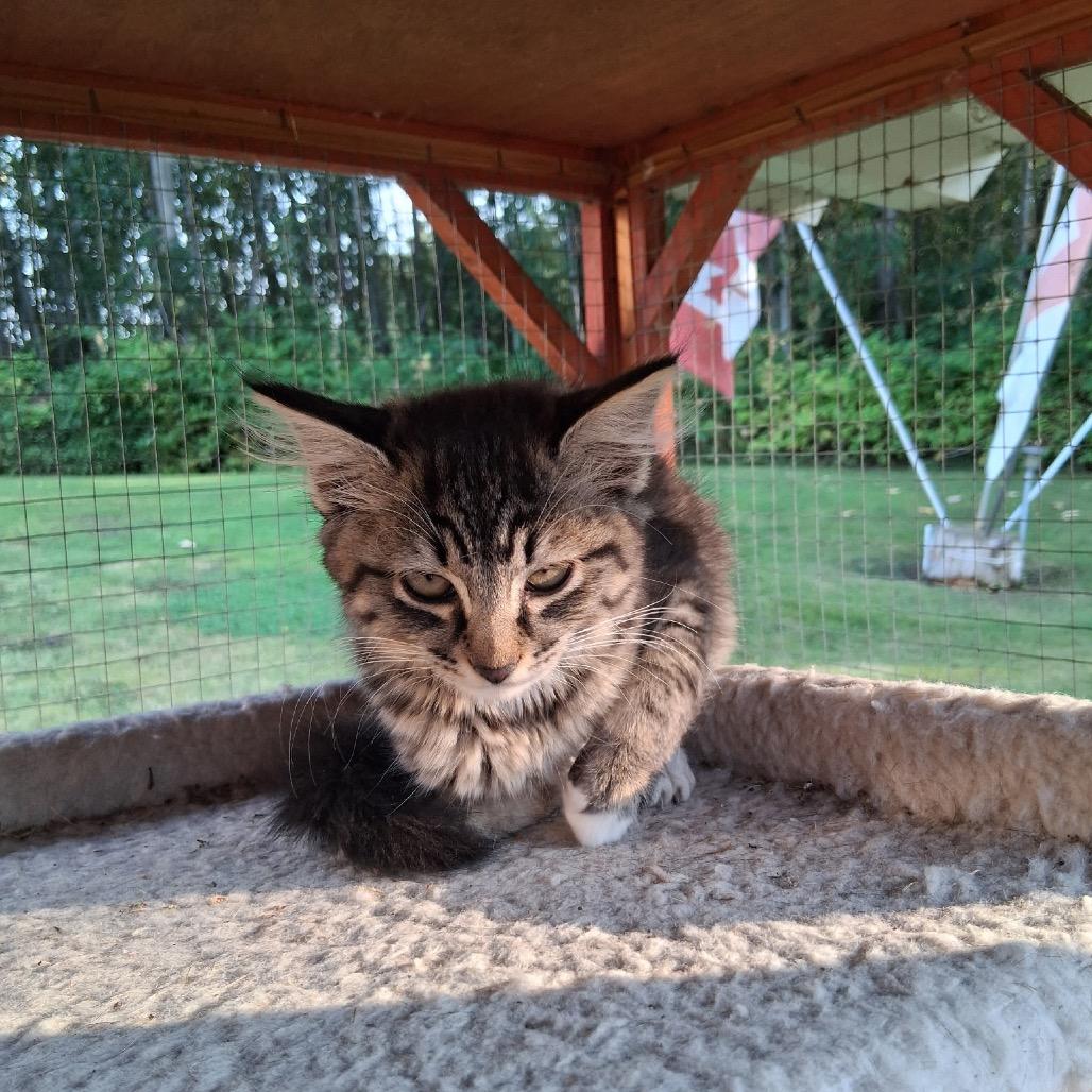 Enlarge Harlow, a Adoptable Domestic Medium Hair in Ferndale, WA image 2/4