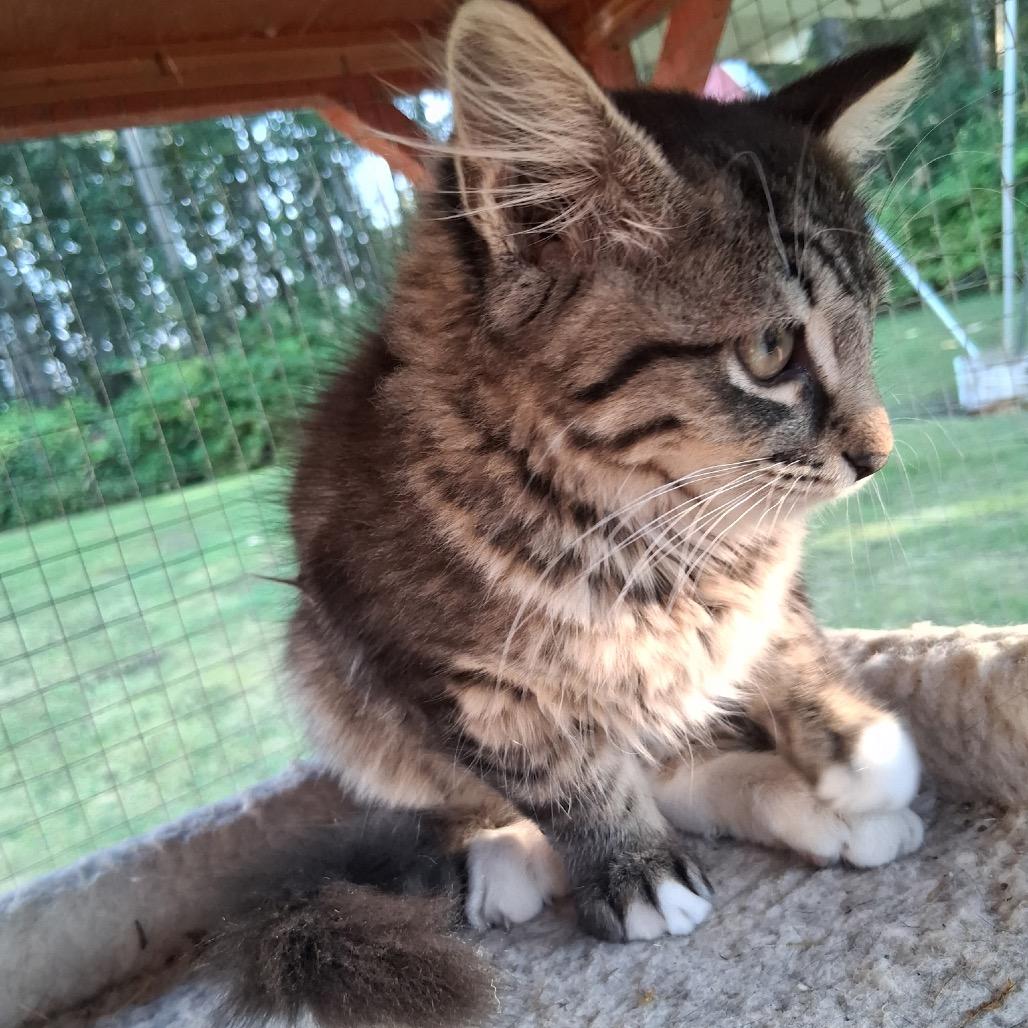 Enlarge Harlow, a Adoptable Domestic Medium Hair in Ferndale, WA image 3/4