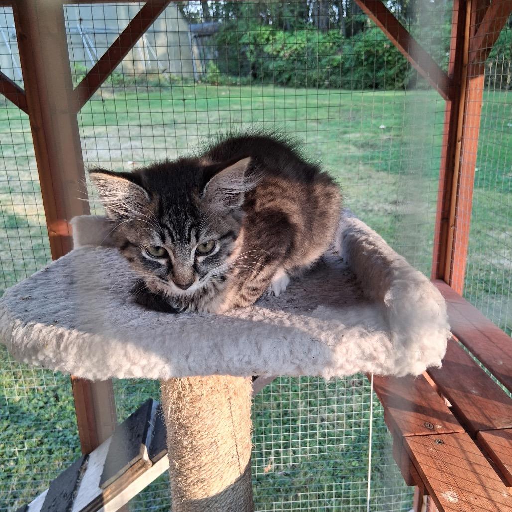 Enlarge Harlow, a Adoptable Domestic Medium Hair in Ferndale, WA image 4/4