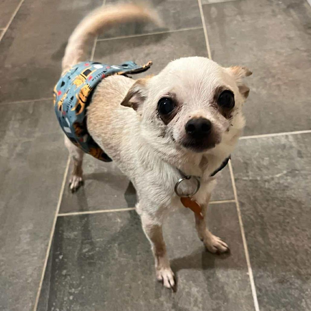 Gibby - 59431, Adoptable, Adult Male Chihuahua.