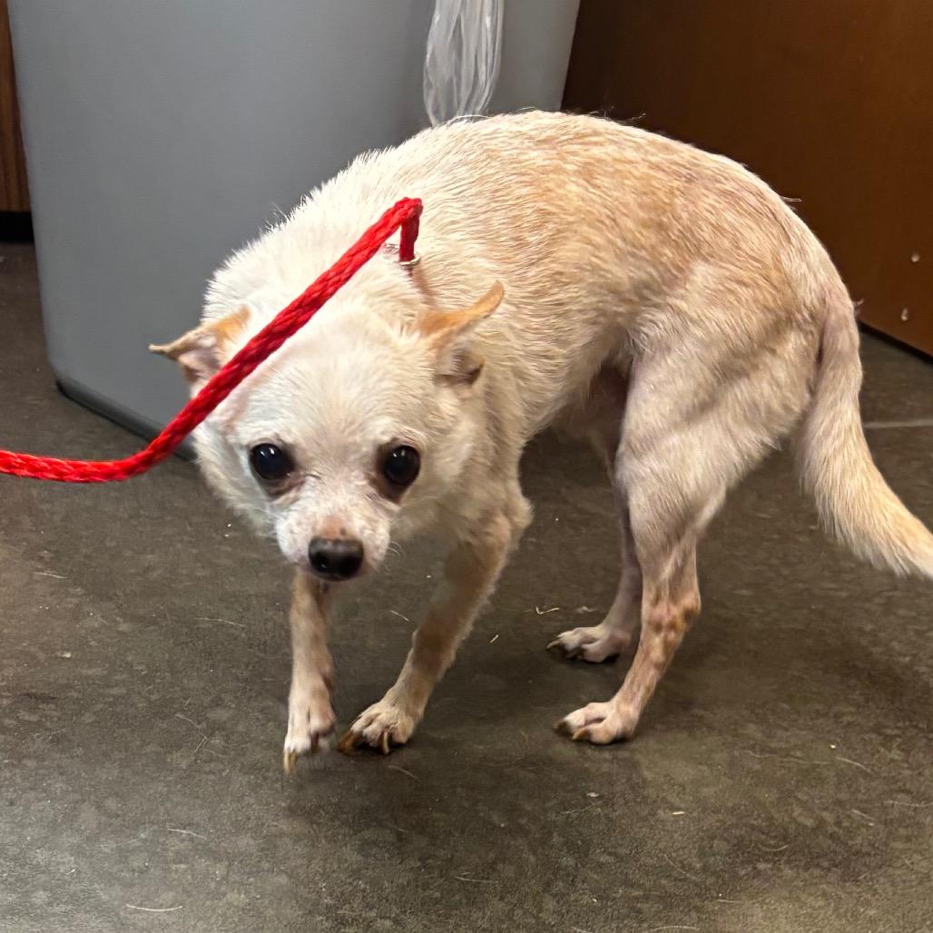 Gibby - 59431, a Adoptable Chihuahua in Bend, OR image 3/6