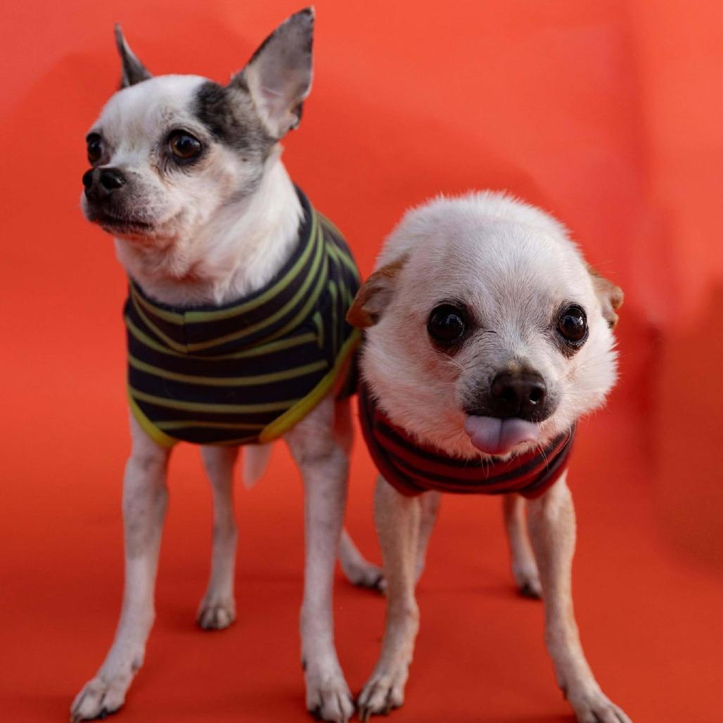 Gibby - 59431, a Adoptable Chihuahua in Bend, OR image 4/6