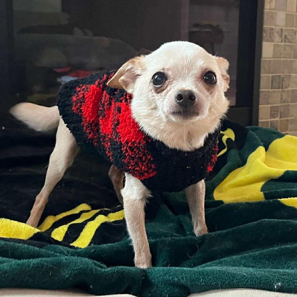 Gibby - 59431, a Adoptable Chihuahua in Bend, OR image 5/6