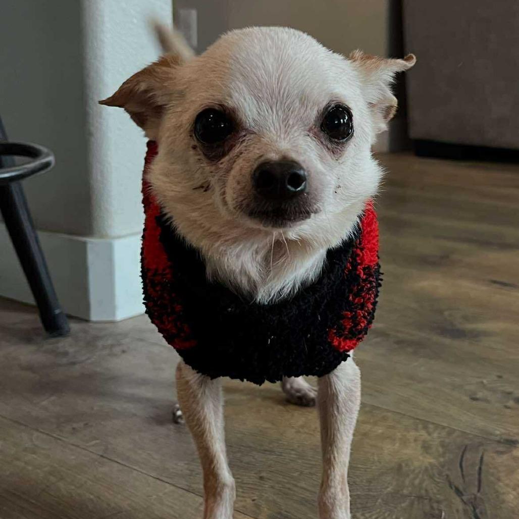 Gibby - 59431, a Adoptable Chihuahua in Bend, OR image 6/6