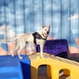 Enlarge Oat, a ADOPTABLE mixed breed in Hilliard, OH image 2/4