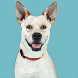 Enlarge Oat, a ADOPTABLE mixed breed in Hilliard, OH image 1/4