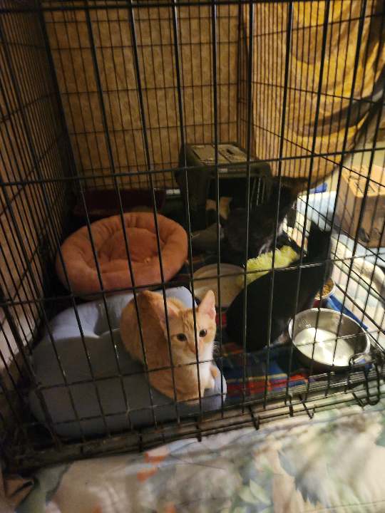 Ginger, Adopted, Young Male Domestic Short Hair.