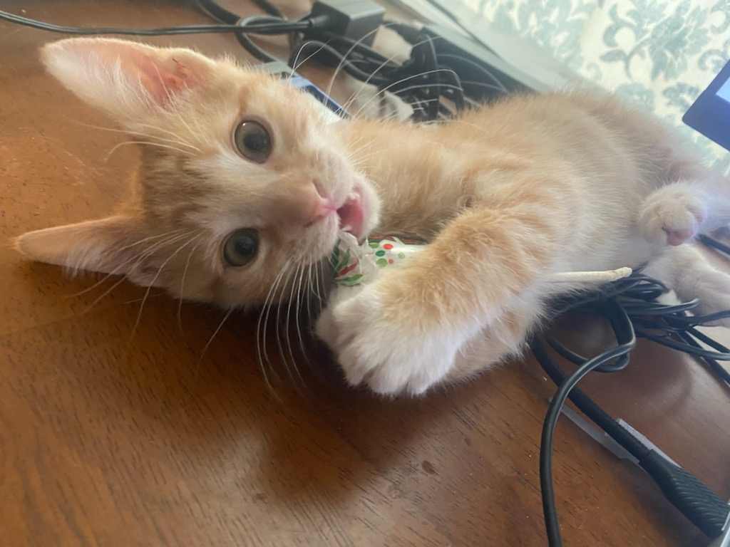 Ginger, a Adopted Domestic Short Hair in Montgomery, IL image 2/5