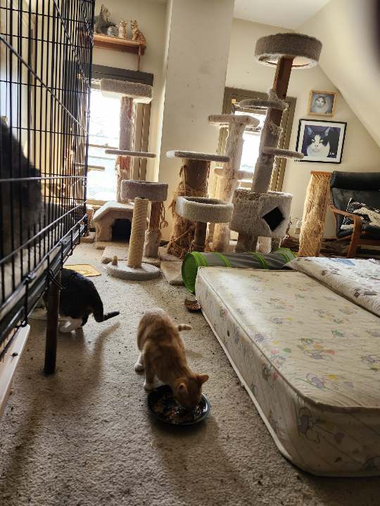 Ginger, a Adopted Domestic Short Hair in Montgomery, IL image 3/5