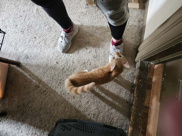 Ginger, a Adopted Domestic Short Hair in Montgomery, IL image 4/5