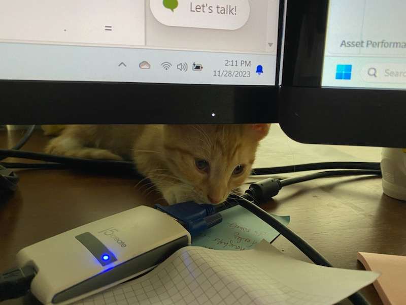 Ginger, a Adopted Domestic Short Hair in Montgomery, IL image 5/5