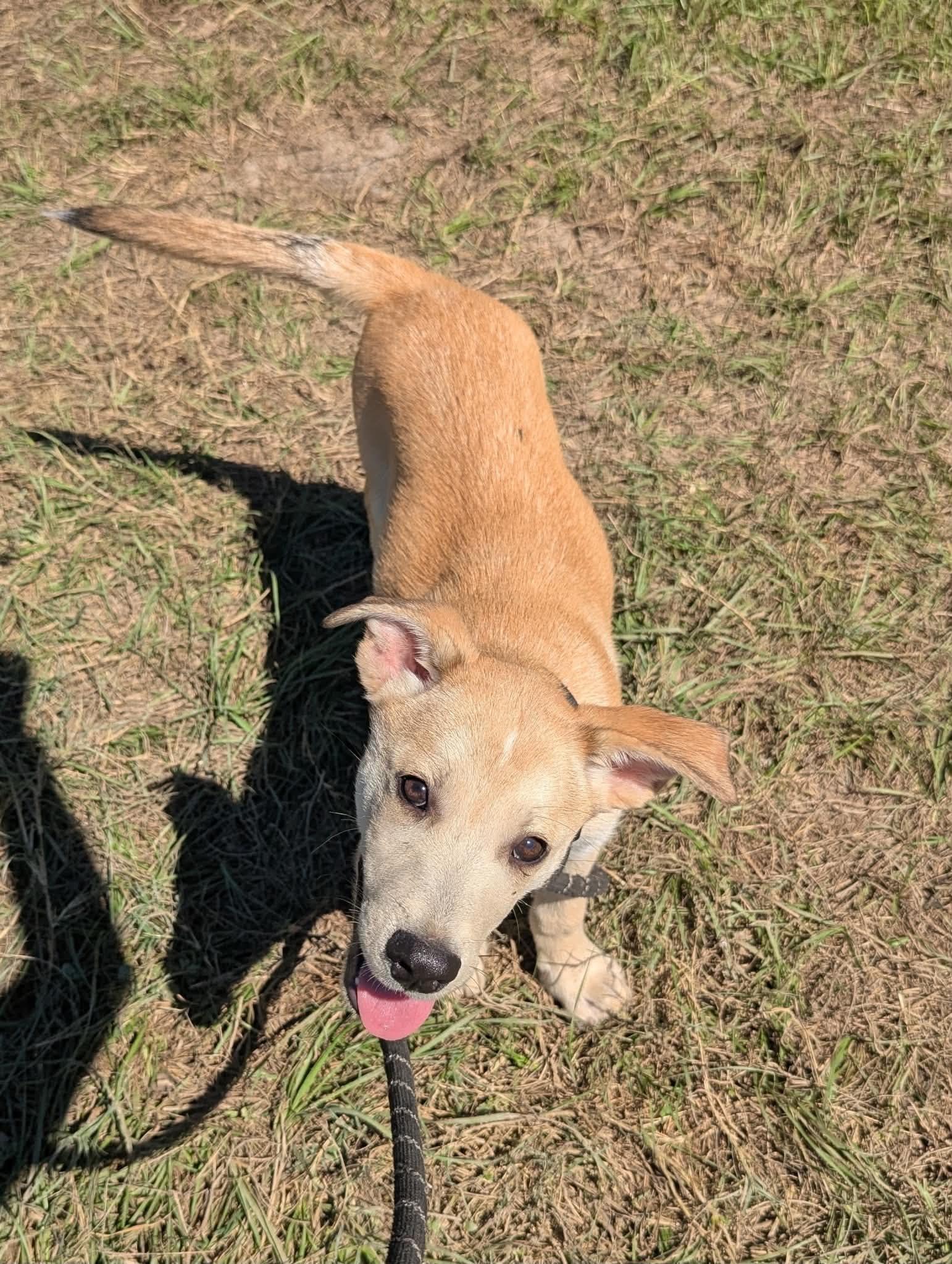 Jags, Adopted, Puppy Male Yellow Labrador Retriever & German Shepherd Dog.