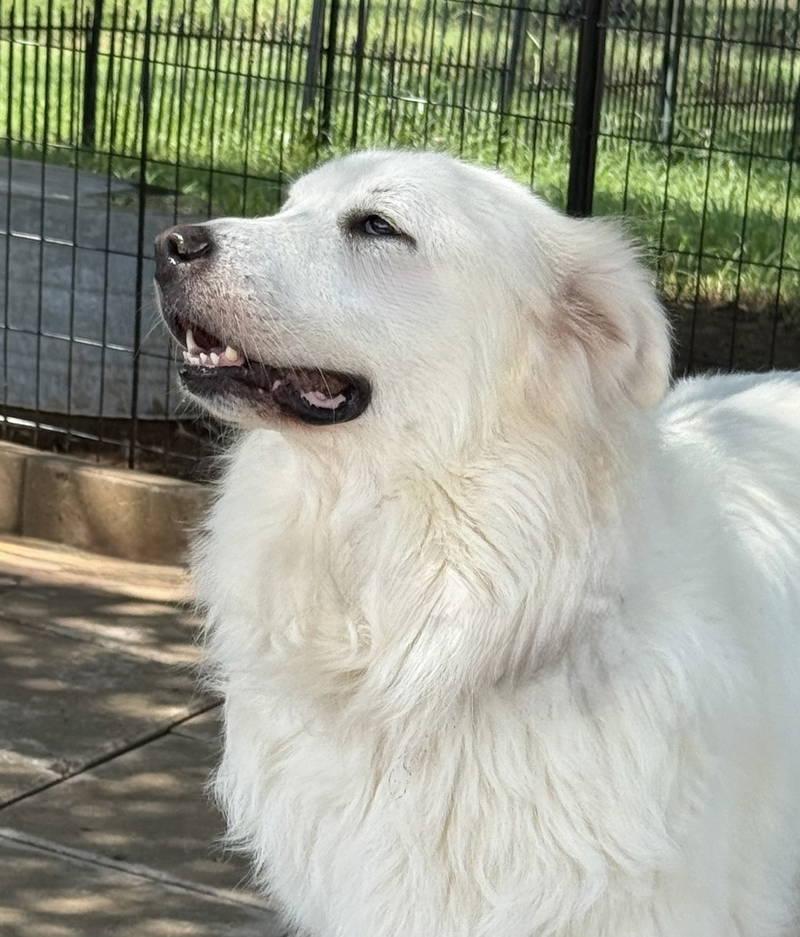 Sophie — thumbnail 2