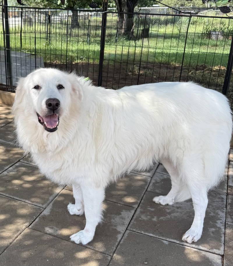 Sophie — thumbnail 4